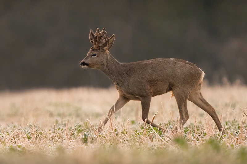 Srnjak (Capreolus capreolus) by Danijel Turnšek