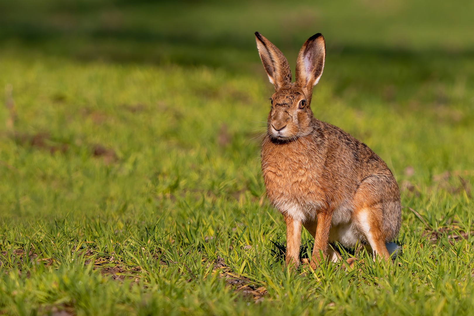 Poljski zajec (Lepus europaeus) by Danijel Turnšek