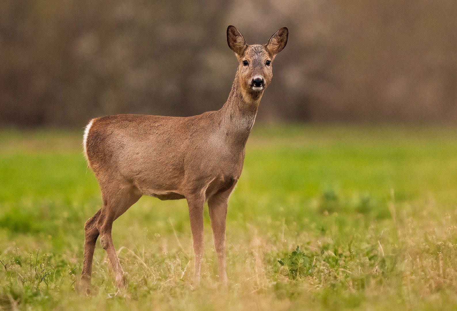 Srna (Capreolus capreolus) by Danijel Turnšek