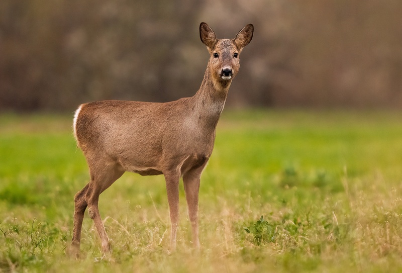 Srna (Capreolus capreolus) by Danijel Turnšek