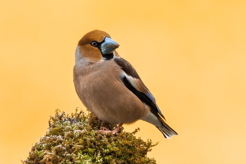 Dlesk (Coccothraustes coccothraustes) by Danijel Turnšek