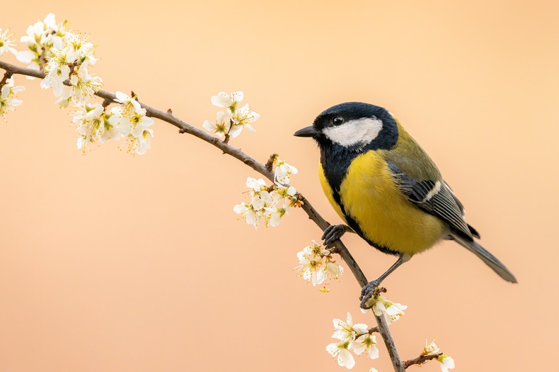 Velika sinica (Parus major) by Danijel Turnšek