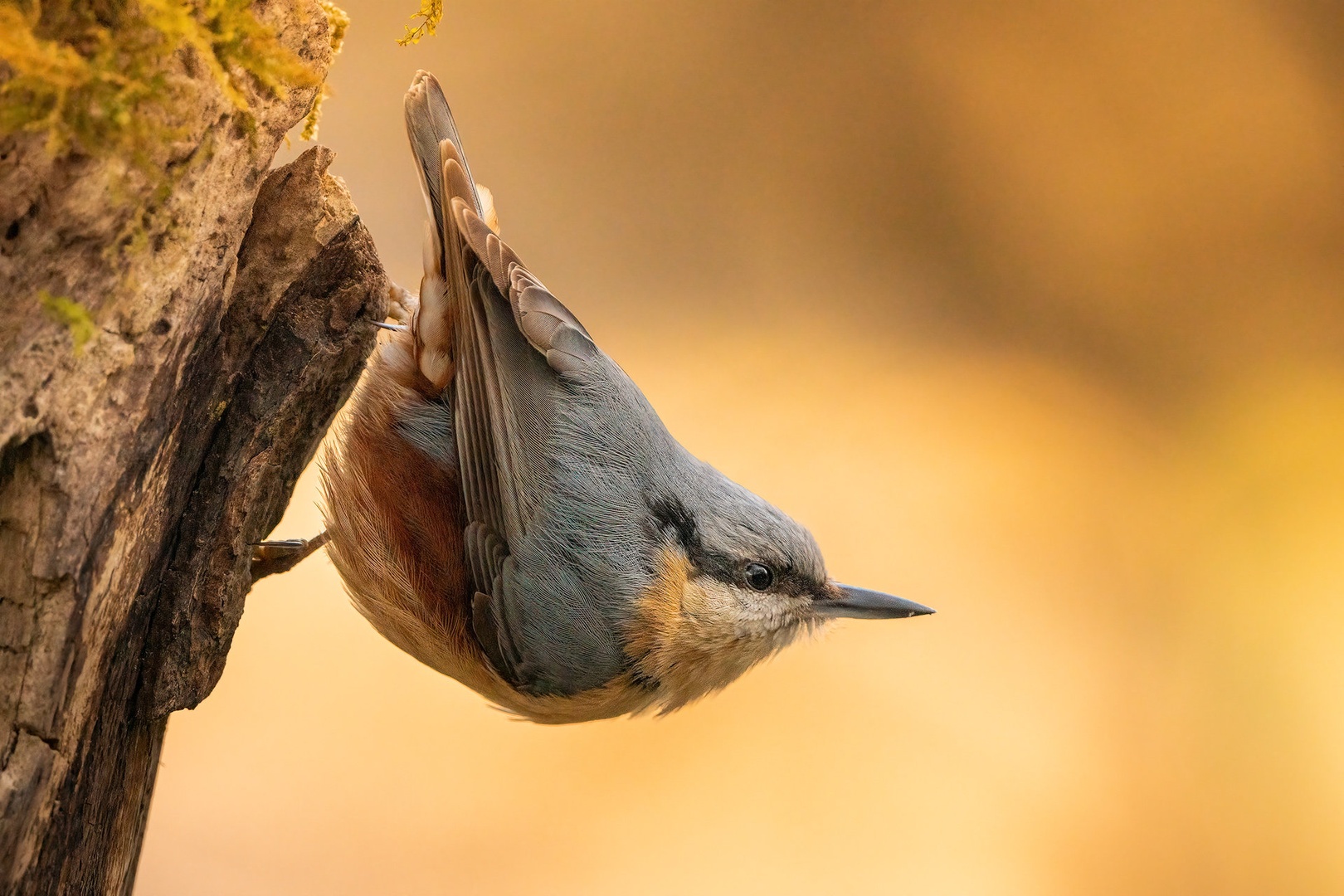 Brglez (Sitta europaea) by Danijel Turnšek