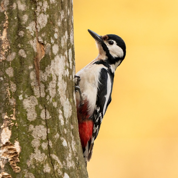Veliki detel (Dendrocopos major) by Danijel Turnšek