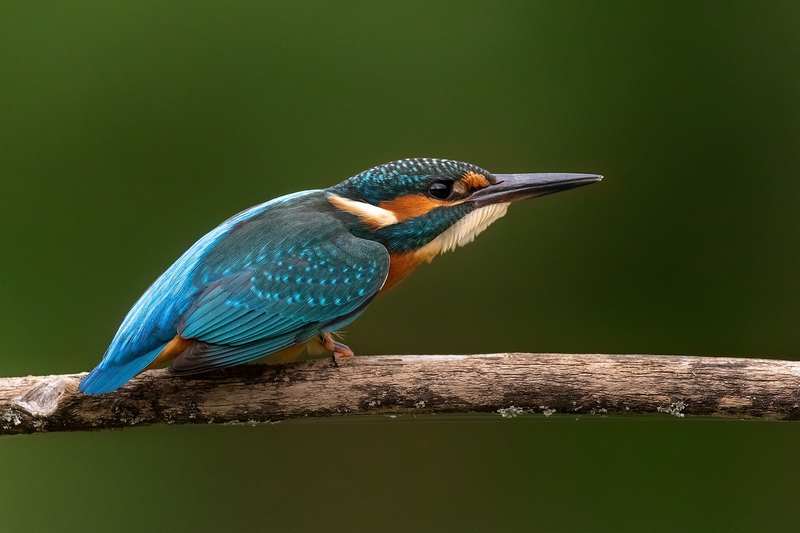 Vodomec (Alcedo atthis) by Danijel Turnšek