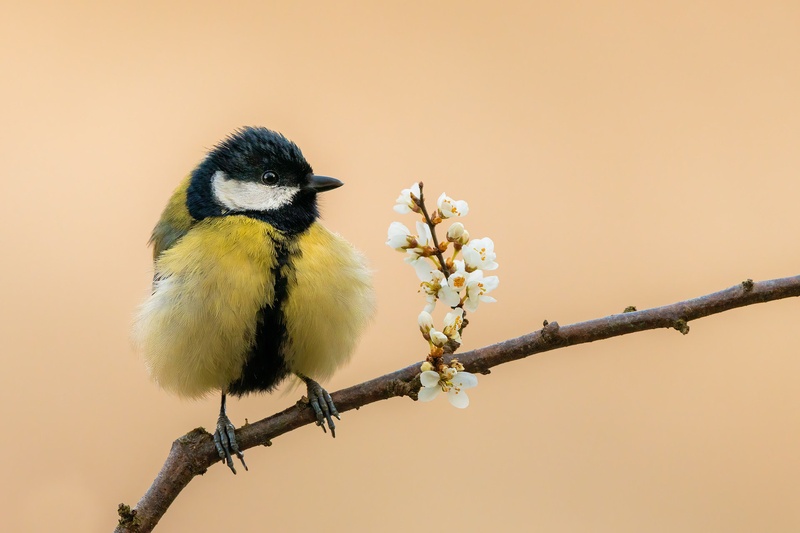 Velika sinica (Parus major) by Danijel Turnšek