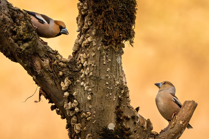 Dlesk (Coccothraustes coccothraustes) by Danijel Turnšek