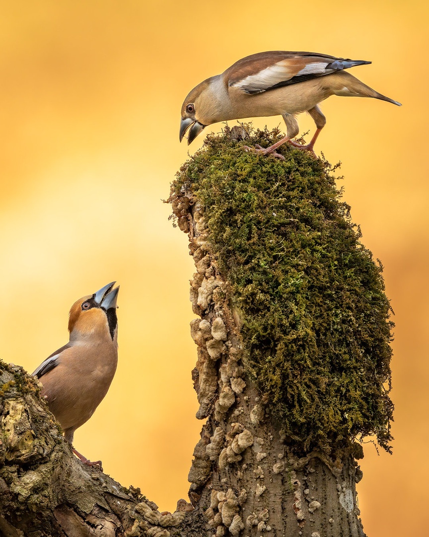 Dlesk (Coccothraustes coccothraustes) by Danijel Turnšek