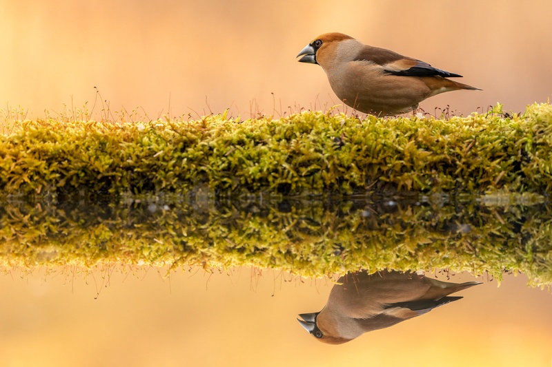Dlesk (Coccothraustes coccothraustes) by Danijel Turnšek