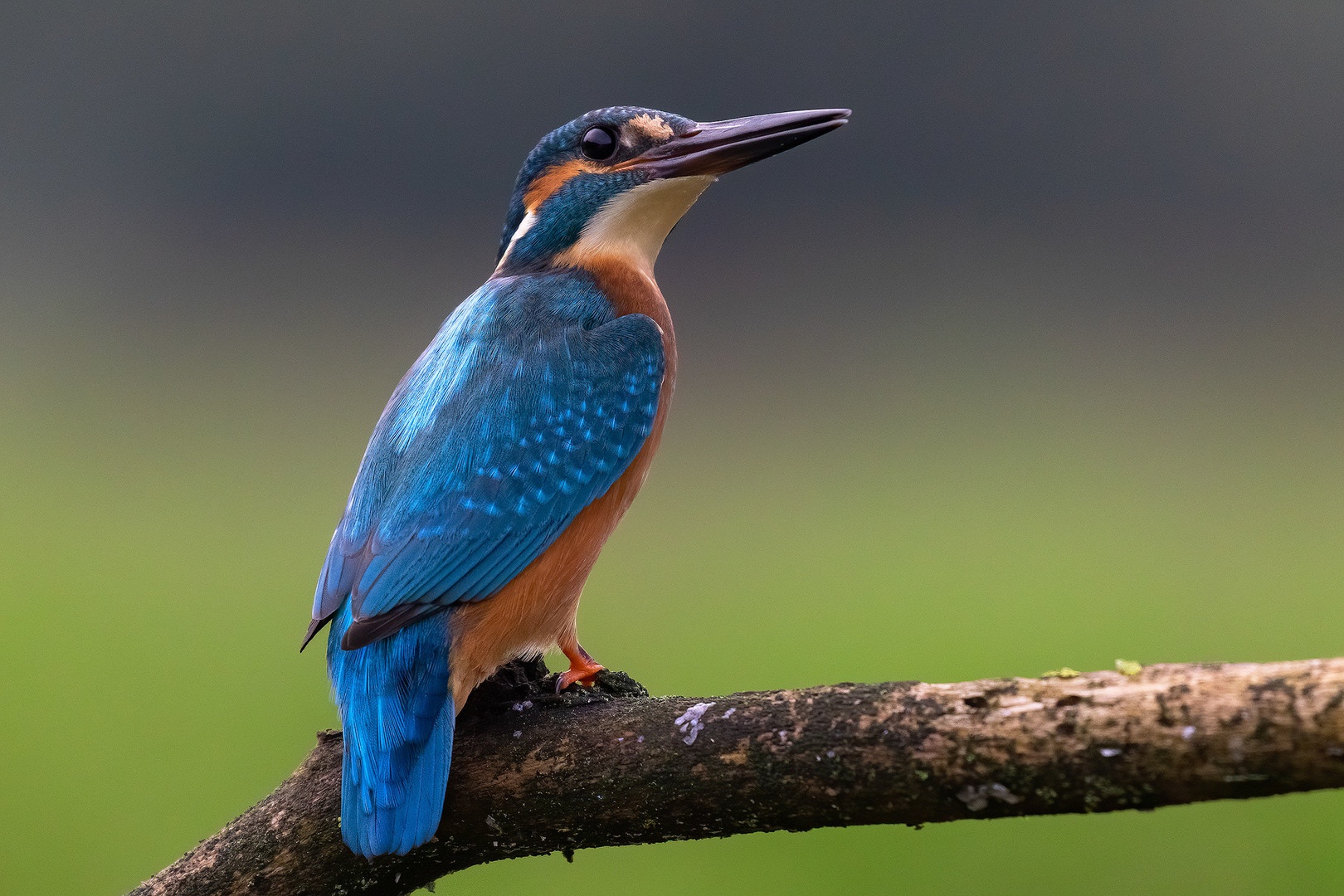 Vodomec (Alcedo atthis) by Danijel Turnšek