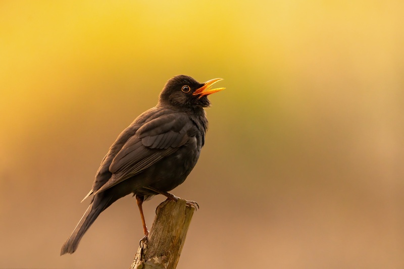 Kos (Turdus merula) by Danijel Turnšek