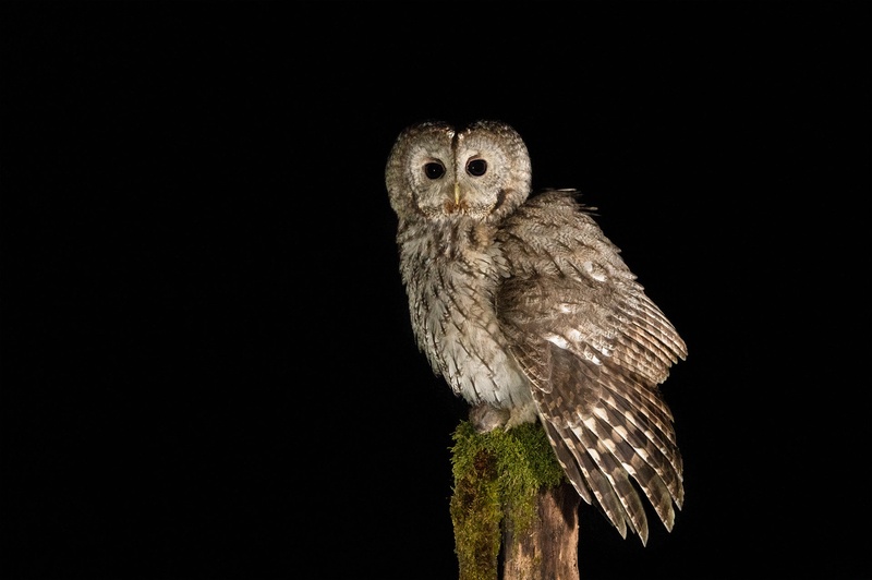 Lesna sova (Strix aluco) by Danijel Turnšek