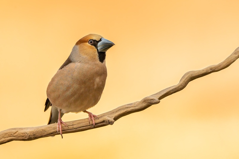 Dlesk (Coccothraustes coccothraustes) by Danijel Turnšek