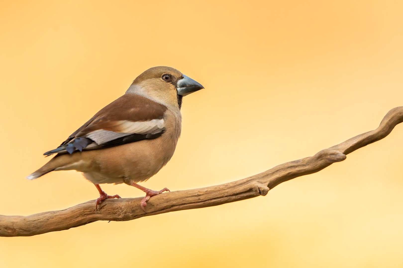 Dlesk-Samica Coccothraustes coccothraustes by Danijel Turnšek