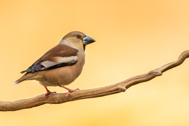 Dlesk-Samica Coccothraustes coccothraustes by Danijel Turnšek