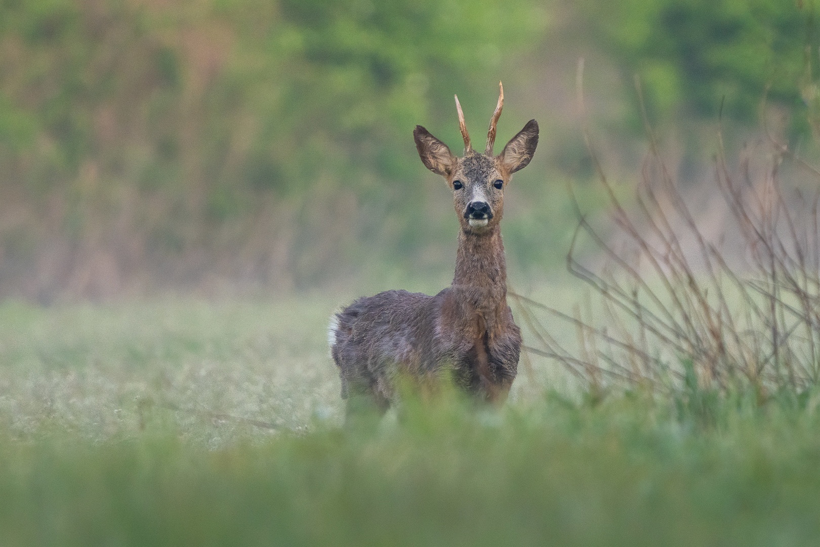 Srnjak (Capreolus capreolus) by Danijel Turnšek