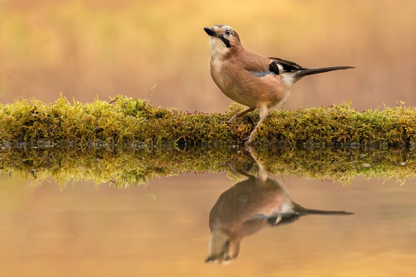 Šoja (Garrulus glandarius) by Danijel Turnšek