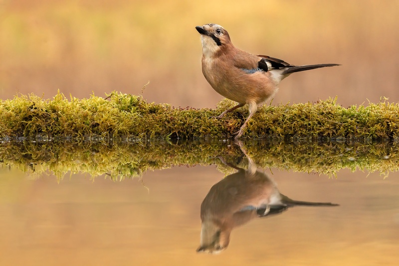 Šoja  (Garrulus glandarius) by Danijel Turnšek