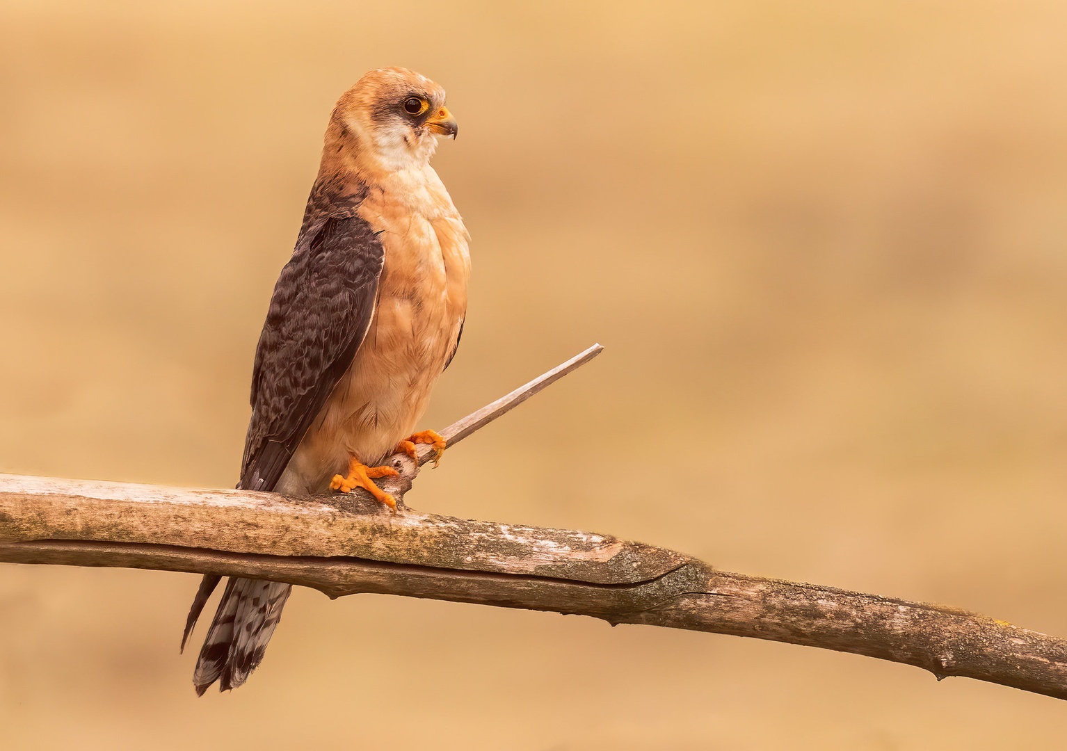 Rdečenoga postovka (Falco vespertinus) by Danijel Turnšek