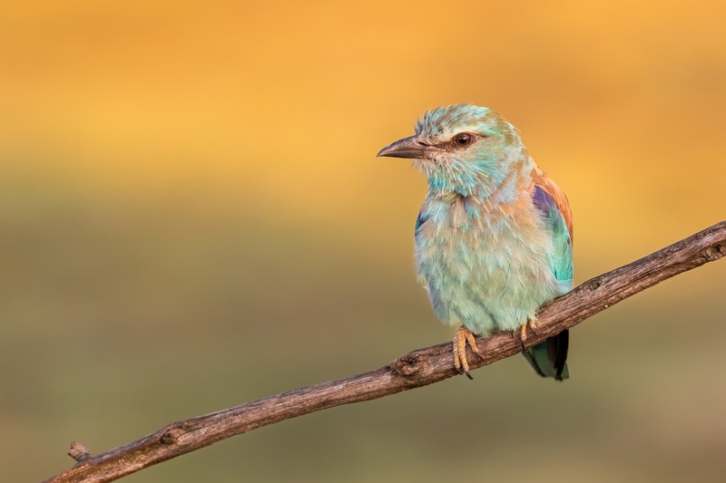 Zlatovranka (Coracias garrulus) by Danijel Turnšek