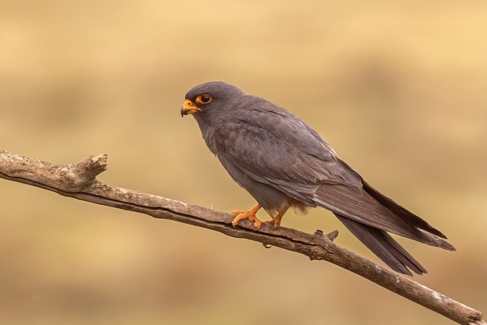 Rdečenoga postovka (Falco vespertinus) by Danijel Turnšek