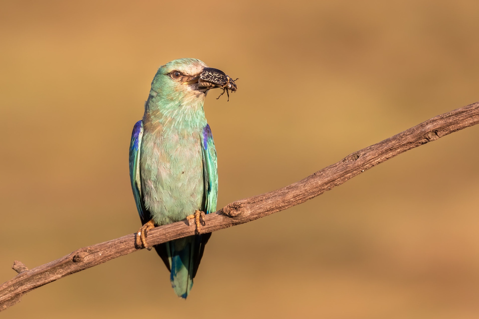 Zlatovranka (Coracias garrulus) by Danijel Turnšek