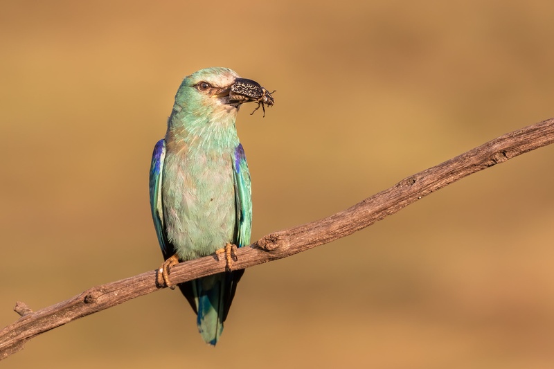 Zlatovranka (Coracias garrulus) by Danijel Turnšek
