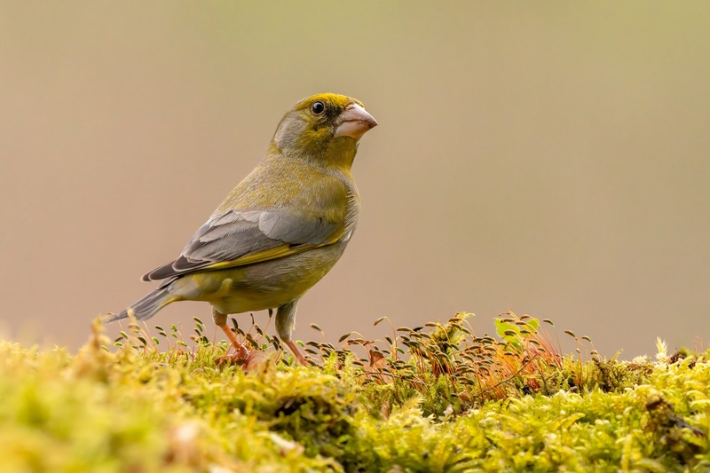 Zelenec (Carduelis chloris) by Danijel Turnšek