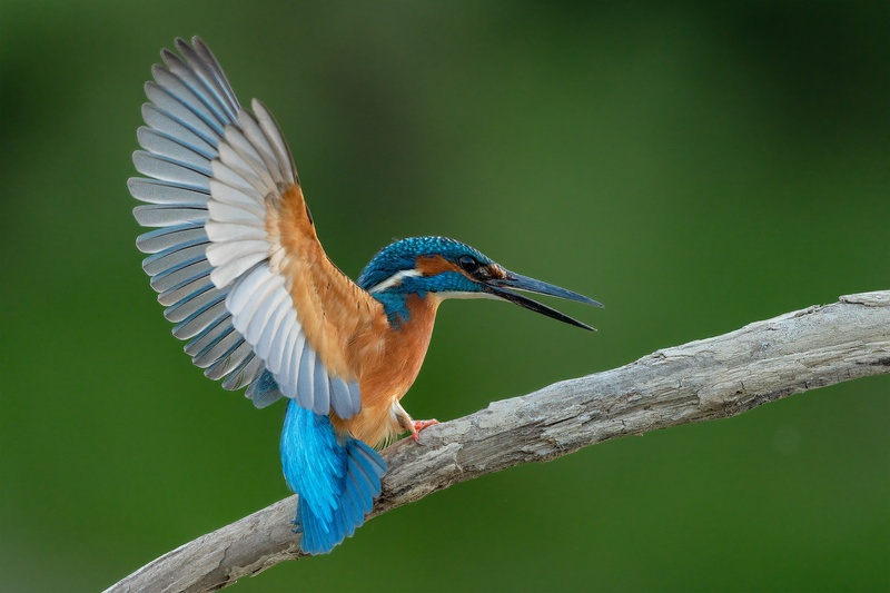 Vodomec (Alcedo atthis) by Danijel Turnšek
