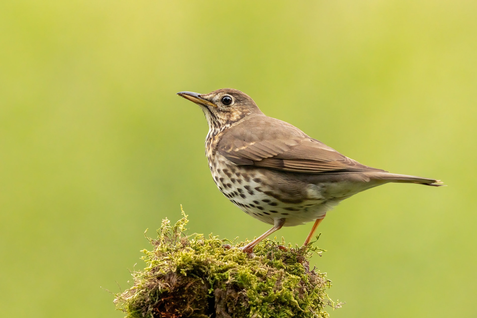 Cikovt (Turdus philomelos) by Danijel Turnšek