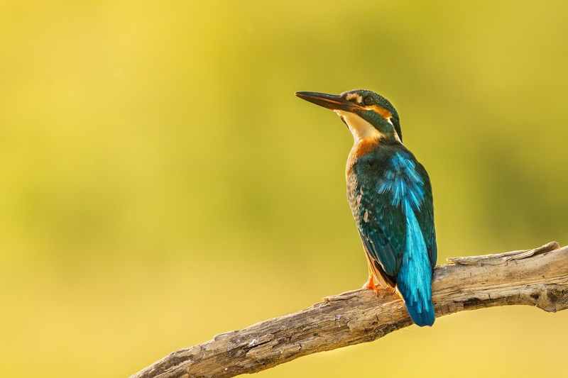 Vodomec (Alcedo atthis) by Danijel Turnšek