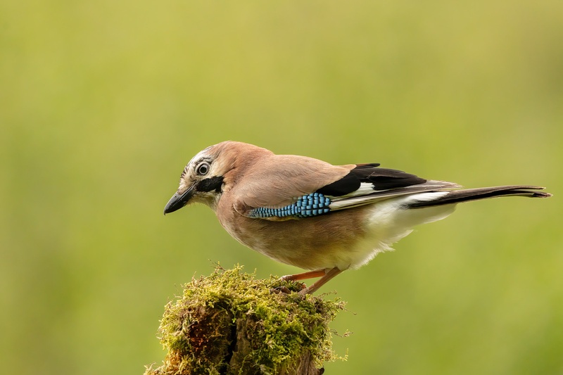 Šoja (Garrulus glandarius) by Danijel Turnšek