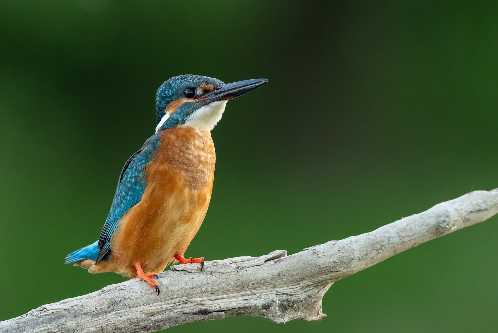 Vodomec (Alcedo atthis) by Danijel Turnšek