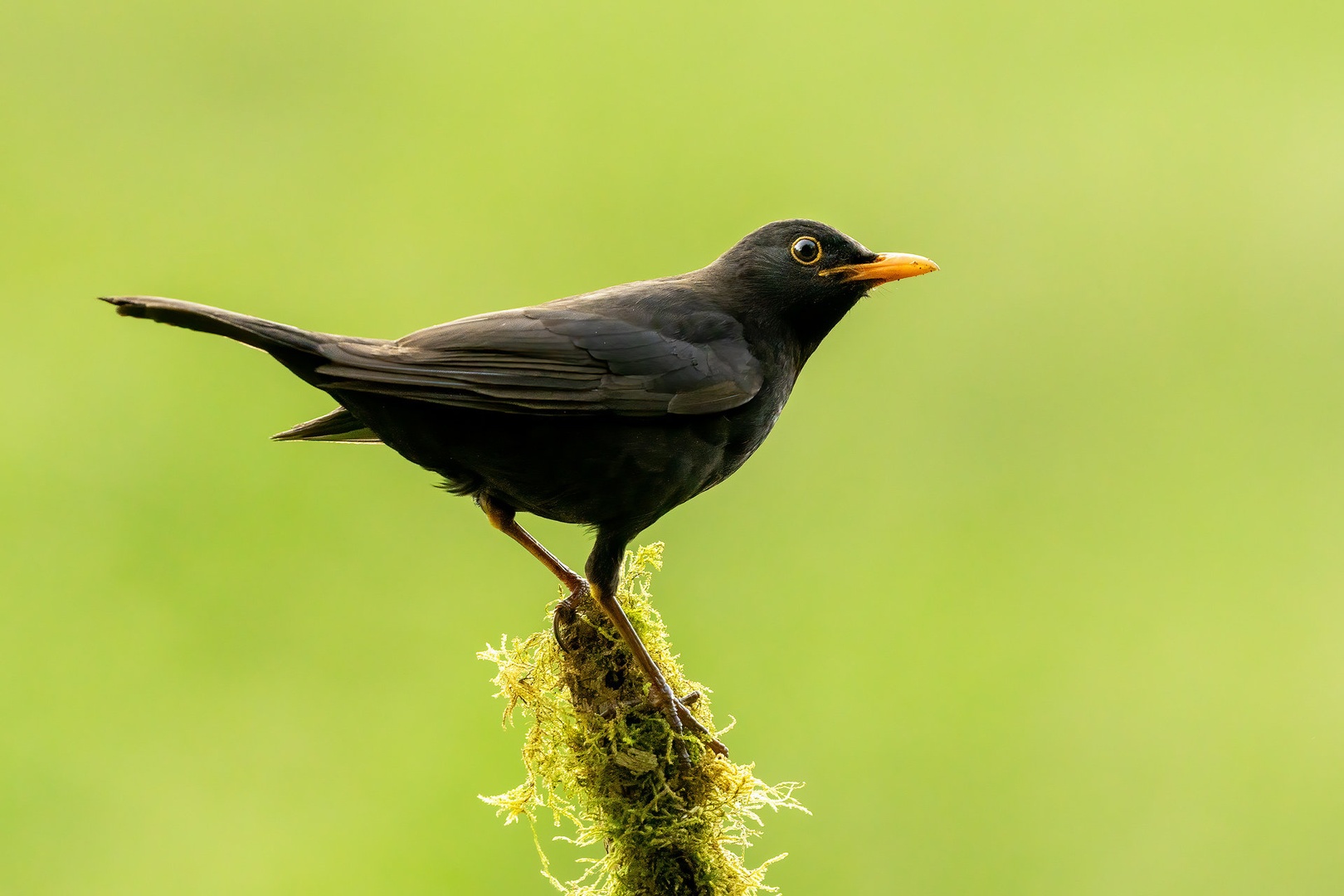Kos (Turdus merula) by Danijel Turnšek