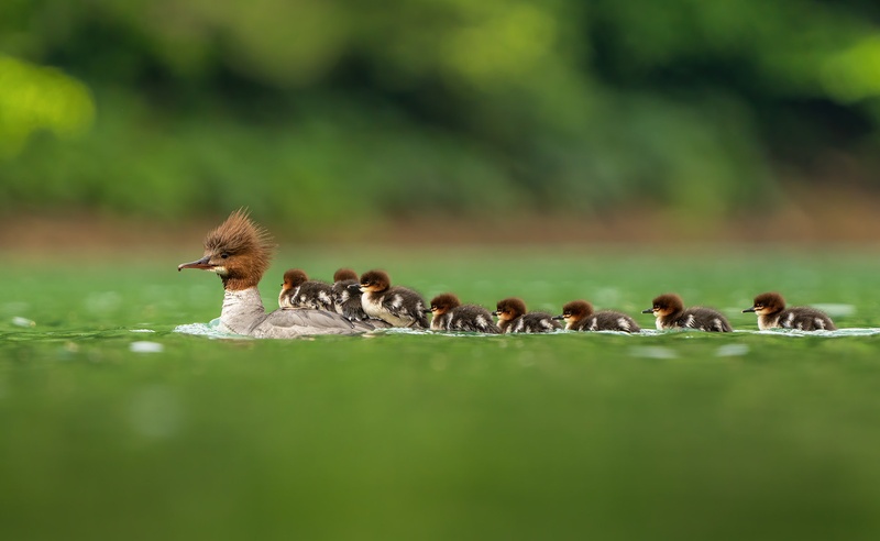 Veliki žagar (Mergus merganser) by Danijel Turnšek