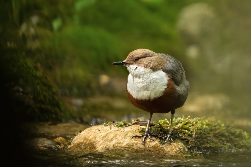 Povodni kos (Cinclus cinclus) by Danijel Turnšek