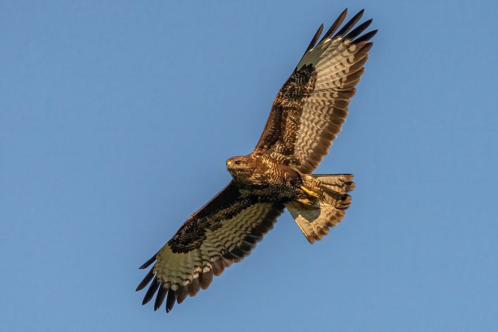 Kanja (Buteo buteo) by Danijel Turnšek