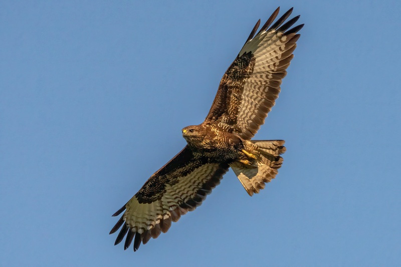 Kanja (Buteo buteo) by Danijel Turnšek