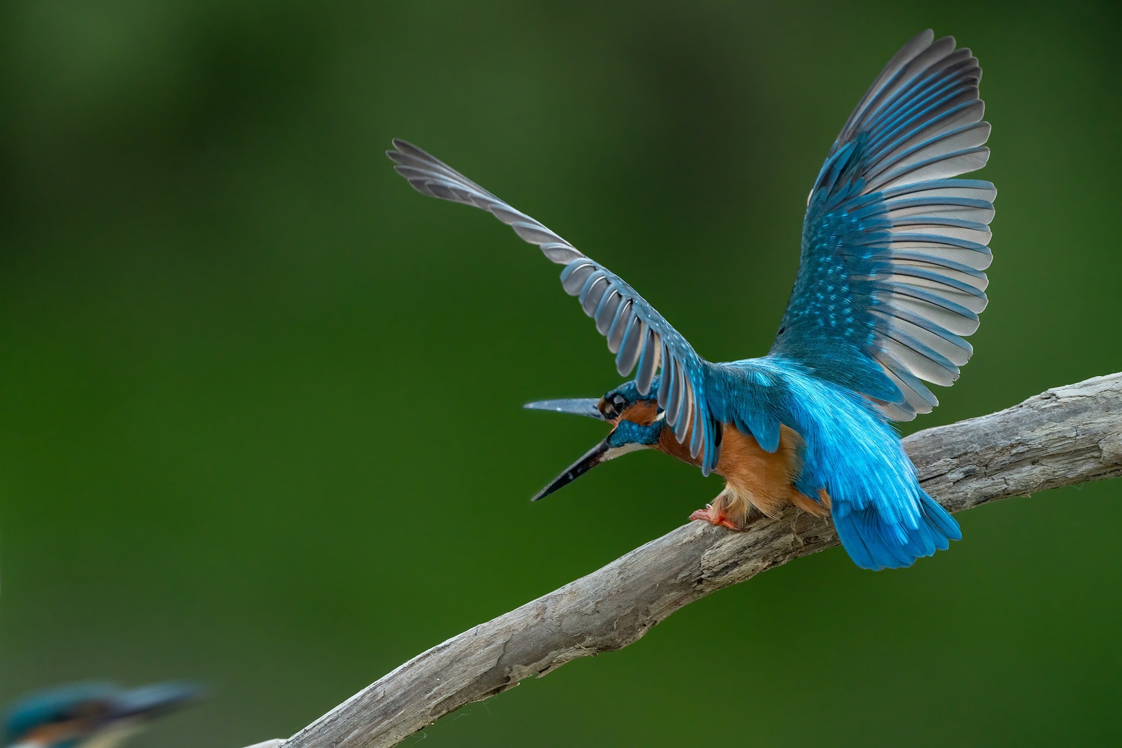 Vodomec (Alcedo atthis) by Danijel Turnšek