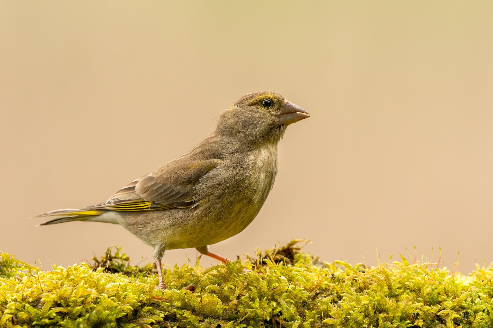 Zelenec (Carduelis chloris) by Danijel Turnšek