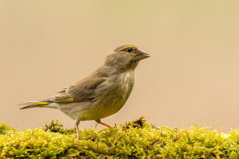 Zelenec (Carduelis chloris) by Danijel Turnšek
