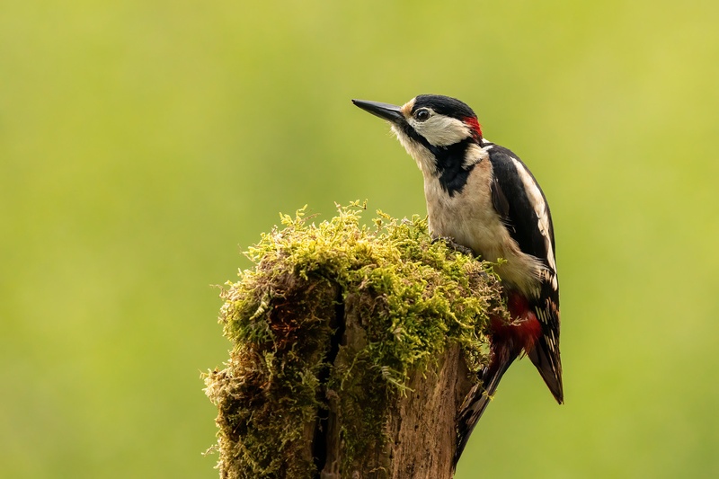 Veliki detel (Dendrocopos major) by Danijel Turnšek