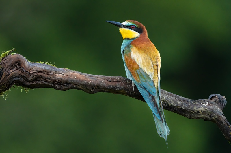 Čebelar (Merops apiaster) by Danijel Turnšek