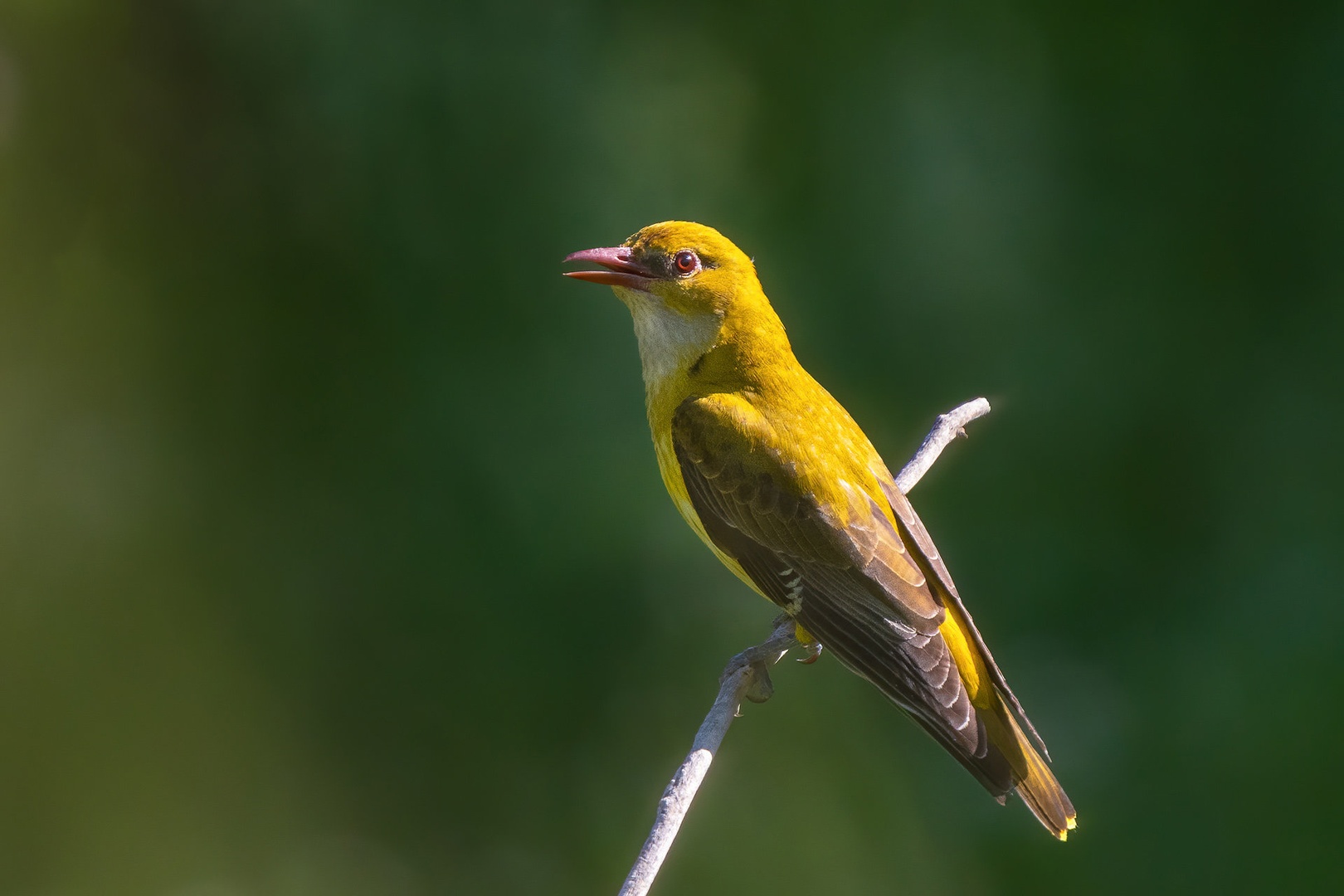 Kobilar (Oriolus oriolus) by Danijel Turnšek