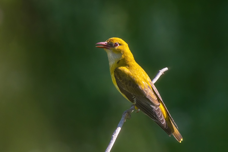 Kobilar (Oriolus oriolus) by Danijel Turnšek