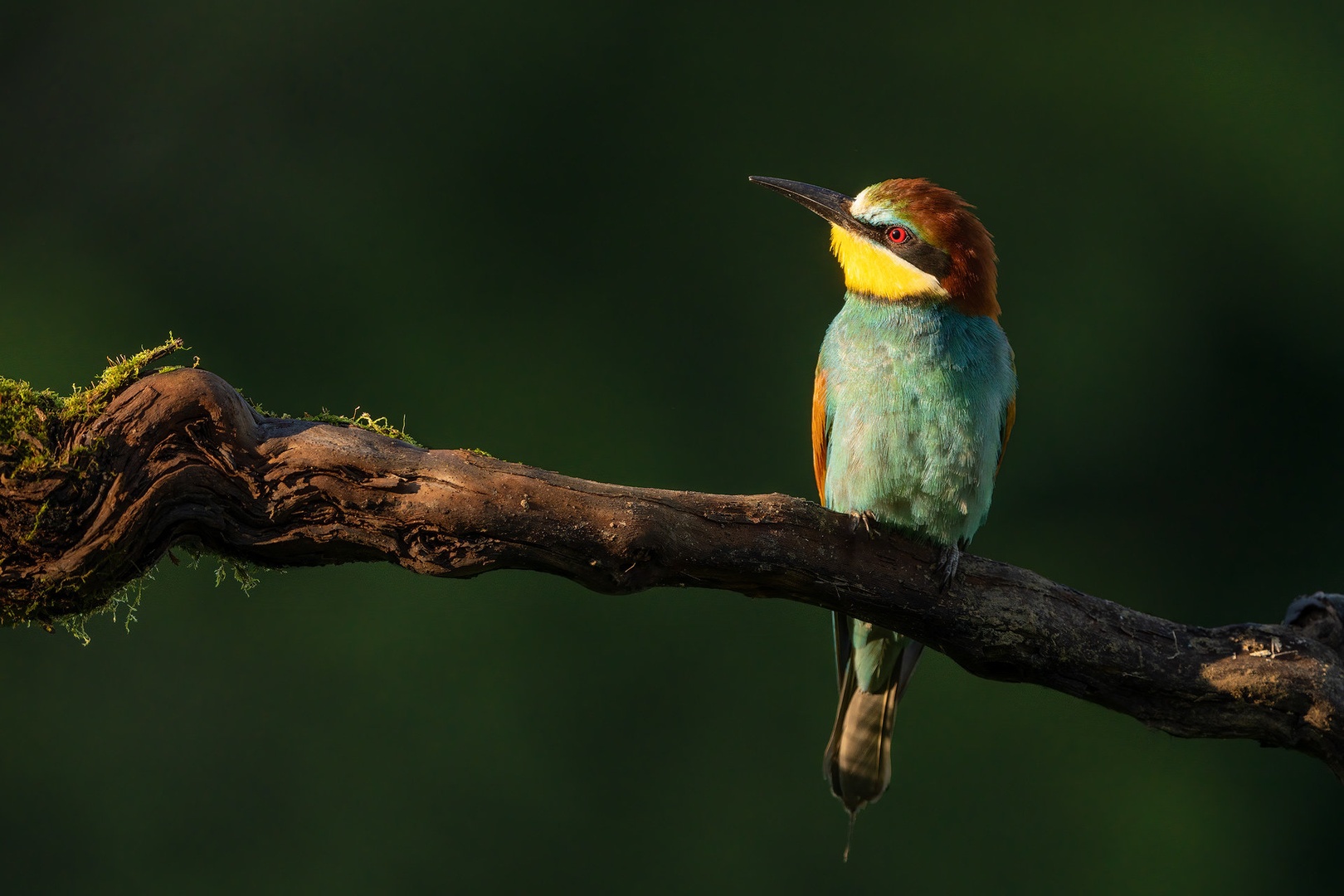 Čebelar (Merops apiaster) by Danijel Turnšek
