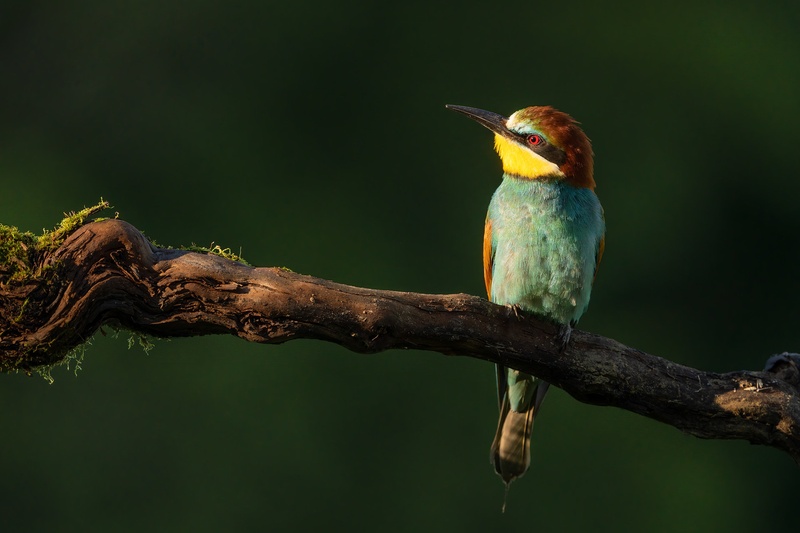 Čebelar (Merops apiaster) by Danijel Turnšek