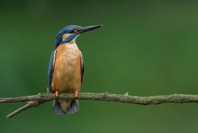 Vodomec (Alcedo atthis) by Danijel Turnšek