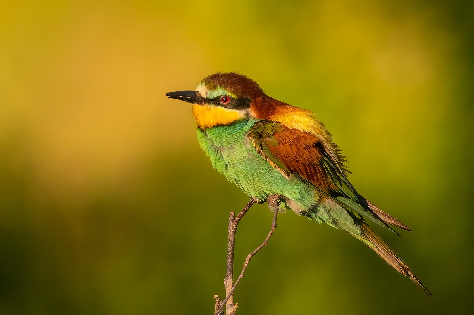 Čebelar (Merops apiaster) by Danijel Turnšek