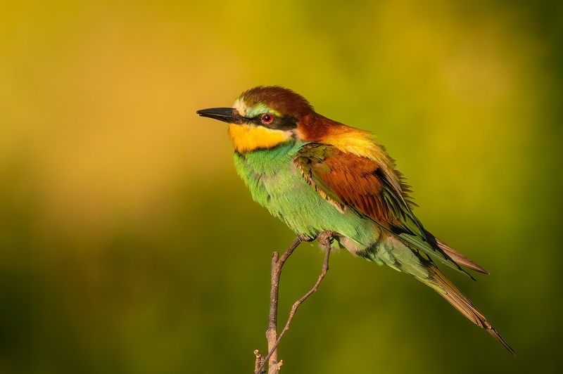 Čebelar (Merops apiaster) by Danijel Turnšek